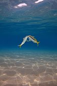 Goldsaddle Goatfish (Parupeneus forsskali), Red Sea, Marsa Alam, Abu Dabab, Egypt, Africa