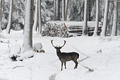 Fallow deer in wintertime, Cervus dama, Bavaria, Germany, Europe