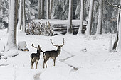 Fallow deers (Cervus dama) in wintertime, Bavaria, Germany, Europe