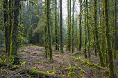 Spooky spruce forest, Spessart, Hesse, Germany