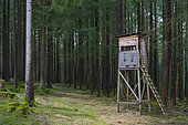 Hunting blind in spruce forest, Spessart, Hesse, Germany, Europe