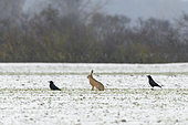 European brown hare (Lepus europaeus) and carrion crows (Corvus corone) on field in wintertime, Hesse, Germany, Europe