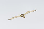 Short-eared owl (Asio flammeus) in flight, Hesse, Germany