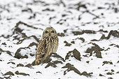Short-eared owl (Asio flammeus) on field in wintertime, Hesse, Germany