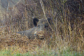 Wild boar (Sus scrofa) lies on the edge of a hedge, Spingtime, Hesse, Germany, Europe