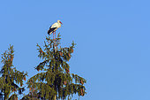 White stork on tree, Hesse, Germany, Europe