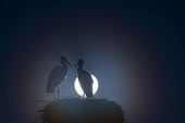 White storks (Ciconia ciconia) on nest at full moon, Hesse, Germany, Europe