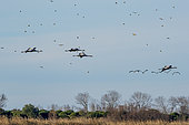Commun Cranes (Grus grus) in flight in Camargue, France