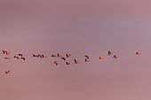 Grues cendrées (Grus grus) en vol rejoignant leur secteur de gagnage, au lever du jour, Camargue, France