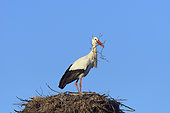 White stork (Ciconia ciconia) with nest material, Springtime, Hesse, Germany