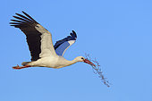 Flying white stork (Ciconia ciconia) with nest material, Springtime, Germany, Europe
