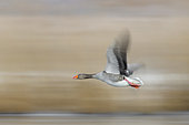 Flying Greylag Goose (Anser anser), Springtime, Germany, Europe