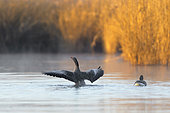 Greylag geese in morning light in pond, Anser anser, Springtime, Germany, Europe