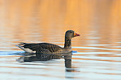 Greylag goose in morning light in pond, Anser anser, Springtime, Germany, Europe
