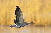 Greylag goose (Anser anser) in morning light flying over a pond, Springtime, Germany, Europe