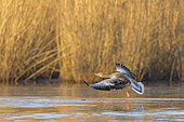 Greylag goose (Anser anser), in morning light flying over pond Springtime, Germany, Europe