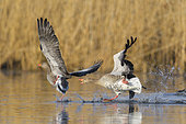 Fighting Greylag Geese (Anser anser) in pond, Springtime, Hesse, Germany, Europe