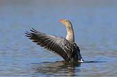 Greylag goose (Anser anser) in pond, Springtime, Germany, Europe