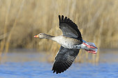 Greylag goose (Anser anser) flying over pond, Springtime, Germany, Europe