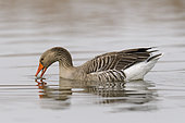 Greylag goose in pond, Anser anser, Springtime, Germany, Europe