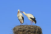 White storks (Ciconia ciconia) on nest, Springtime, Hesse, Germany, Europe