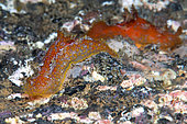 Nudibranch ((Plocamopherus madarea). Marine invertebrates of the Canary Islands, Tenerife.
