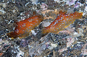 Nudibranch ((Plocamopherus madarea). Marine invertebrates of the Canary Islands, Tenerife.