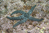Starfish (Marthasterias glacialis). Marine invertebrates of the Canary Islands, Tenerife.