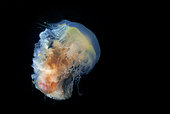 Lion's mane jellyfish (Cyanea capillata), Canary Islands