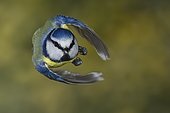 Blue tit (Parus caeruleus), blue tit in flight, North Rhine-Westphalia, Germany, Europe