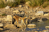 Black-backed jackal (Canis mesomelas or Lupulella mesomelas) walking in the savannah, Etosha National Park, Namibia, Africa