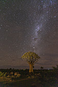 Quivertree forest or quiver tree (Aloidendron dichotomum) under the milky way, Gariganus farm, Keetmanshoop, Karas region, Namibia, Africa