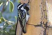 Acacia Pied Barbet or Pied Barbet (Tricholaema leucomelas), nesting in a quiver tree (Aloidendron dichotomum), Quivertree forest, Gariganus farm, Keetmanshoop, Karas region, Namibia, Africa