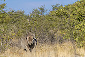 Black rhinoceros or hook-lipped rhinoceros (Diceros bicornis), in the savannah, Kalahari Desert, South African Republic, Southern Africa, Africa