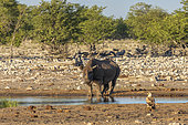 Black rhinoceros or hook-lipped rhinoceros (Diceros bicornis), at the pond before drinking, Kalahari Desert, South African Republic, Southern Africa, Africa