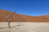Dead Vlei, white clay basin located near the famous Sossusvlei salt flats, with dead trees of Camelthorn Acacia (Acacia erioloba (Vachellia erioloba) estimated to be around nine hundred years old, Sossusvlei dunes, Namib Erg listed as World Heritage by UNESCO, Namib-Naukluft National Park, Namib Desert, Hardap region, Namibia
