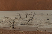 Dead Vlei, white clay basin located near the famous Sossusvlei salt flats, with dead trees of Camelthorn Acacia (Acacia erioloba (Vachellia erioloba) estimated to be around nine hundred years old, Sossusvlei dunes, Namib Erg listed as World Heritage by UNESCO, Namib-Naukluft National Park, Namib Desert, Hardap region, Namibia