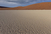 Dead Vlei, white clay basin located near the famous Sossusvlei salt flats, Sossusvlei dunes, Namib Erg listed as World Heritage by UNESCO, Namib-Naukluft National Park, Namib Desert, Hardap region, Namibia