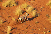 Oryx gazelle or gemsbok (Oryx gazella) running, aerial view, Sossusvlei dunes, Namib Erg classified World Heritage by UNESCO, Namib-Naukluft National Park, Namib desert, Hardap region, Namibia