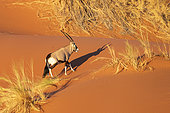 Oryx gazelle or gemsbok (Oryx gazella), aerial view, Sossusvlei dunes, Namib Erg classified World Heritage by UNESCO, Namib-Naukluft National Park, Namib desert, Hardap region, Namibia