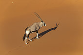 Oryx gazelle or gemsbok (Oryx gazella), aerial view, Sossusvlei dunes, Namib Erg classified World Heritage by UNESCO, Namib-Naukluft National Park, Namib desert, Hardap region, Namibia