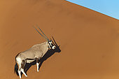 Oryx gazelle or gemsbok (Oryx gazella), aerial view, Sossusvlei dunes, Namib Erg classified World Heritage by UNESCO, Namib-Naukluft National Park, Namib desert, Hardap region, Namibia