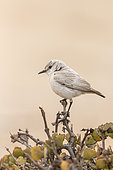 Tractrac Chat (Emarginata tractrac), Dorob National Park, Swakopmund, Namibia, Africa