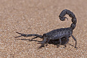 Black Hairy thick tailed Scorpion (Parabuthus villosus), Dorob National Park, Swakopmund, Namibia,