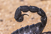 Black Hairy thick tailed Scorpion (Parabuthus villosus) stinger, Dorob National Park, Swakopmund, Namibia,