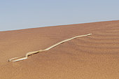Namib Sand Snake (Psammophis namibensis), Dorob National Park, Swakopmund, Namibia, Africa