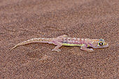 Web-footed Gecko or Namib web-footed gecko (Palmatogecko rangei), Dorob National Park, Swakopmund, Namibia, Africa