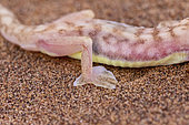 Web-footed Gecko or Namib web-footed gecko (Palmatogecko rangei), foot, Dorob National Park, Swakopmund, Namibia, Africa