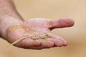 Web-footed Gecko or Namib web-footed gecko (Palmatogecko rangei), in the hand, Dorob National Park, Swakopmund, Namibia, Africa