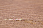 Web-footed Gecko or Namib web-footed gecko (Palmatogecko rangei), Dorob National Park, Swakopmund, Namibia, Africa
